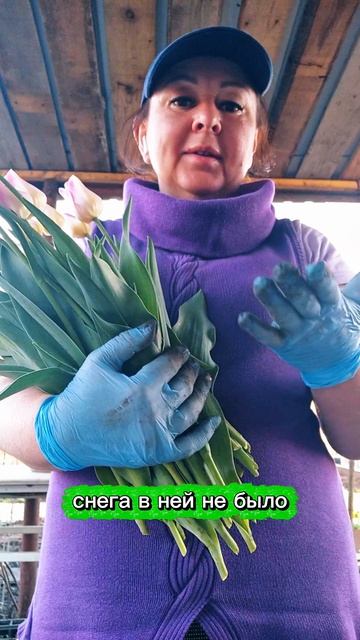 первые тюльпаны в Уфе. как вам?.mp4