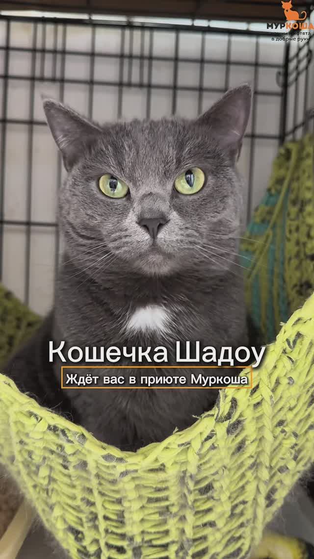 Шадоу ждёт вас в приюте #Муркоша