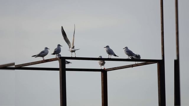 УТРО В ОТПУСКЕ 2025. АДЛЕР. МОРЕ. ЧАЙКИ. ФОТОДНЕВНИК ЧАСТЬ 16. 24 НОЯБРЯ 2025 ГОДА.