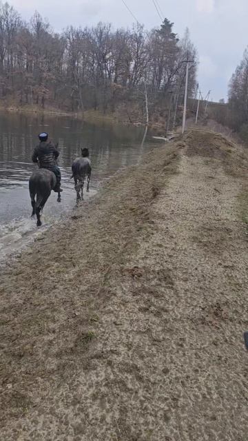 Приучение тройки к воде