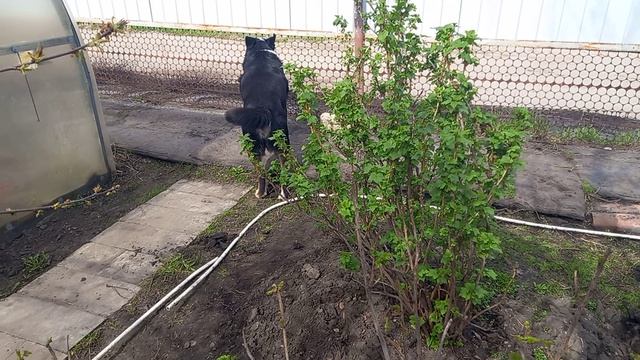 Покупки новости моего двора.