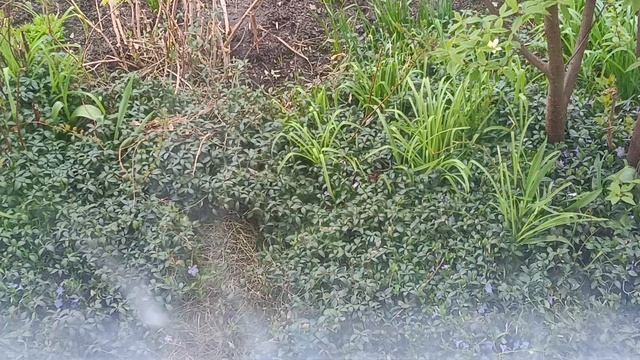 Рассада требует пикировки. Небольшие планы на день