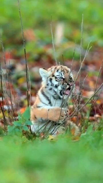 Будущий грозный хищник😍