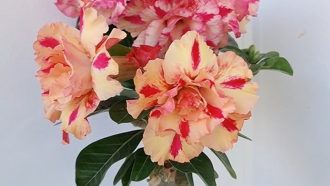 Мечта бабочкиButterfly Dream. Хамелеонит-это ли не чудо!