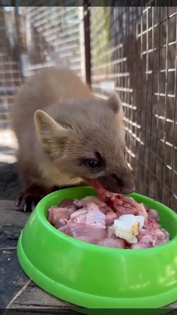 Куница в Ульяновском зоопарке уплетает свой завтрак за обе щеки
