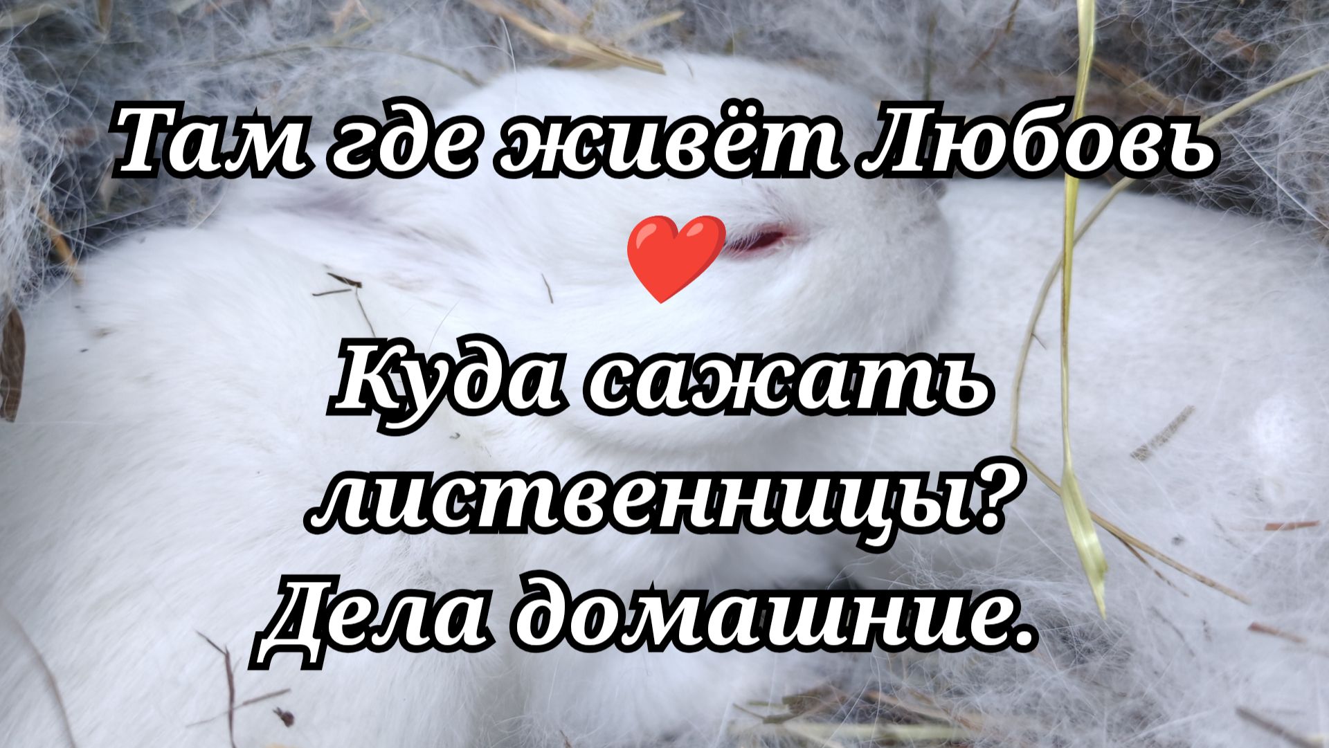 120 Куда сажать лиственницы? Дела домашние.