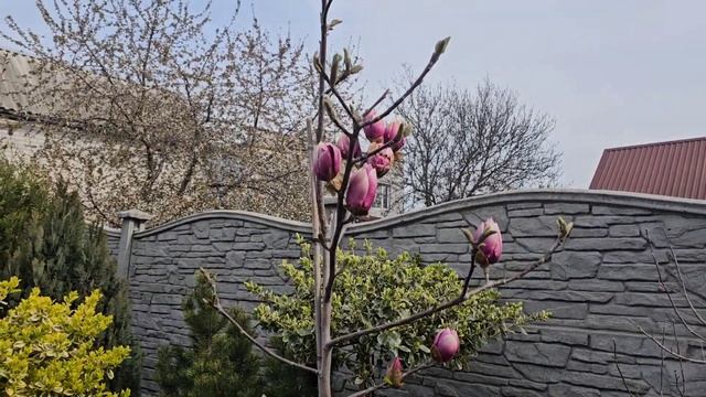 Вытянулась рассада пробую холодец. СЫТНИКИ-