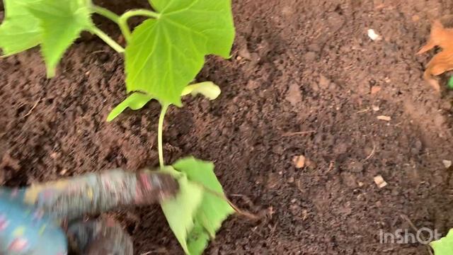 Посадила огурцы