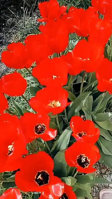 Тюльпашки 🌷