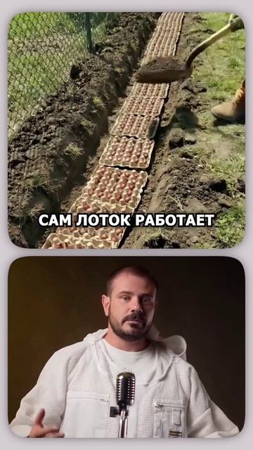 Посадка лука севка