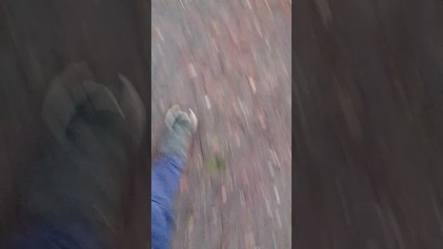 снюсоед в лесу