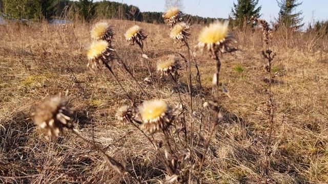 03 Апрель - Середина весны Футажи Природа