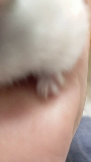 клоп хомяк 2