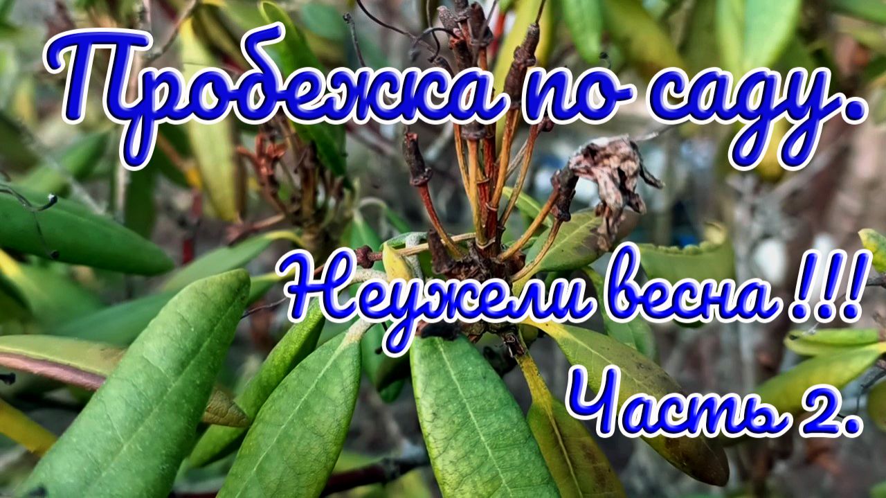 31.03.26 г. Пробежка по саду. Неужели весна !!! Часть 2.