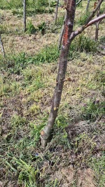 Обзор крупномеров CrimeanFarmer в Виноградном Анапа 04.2026