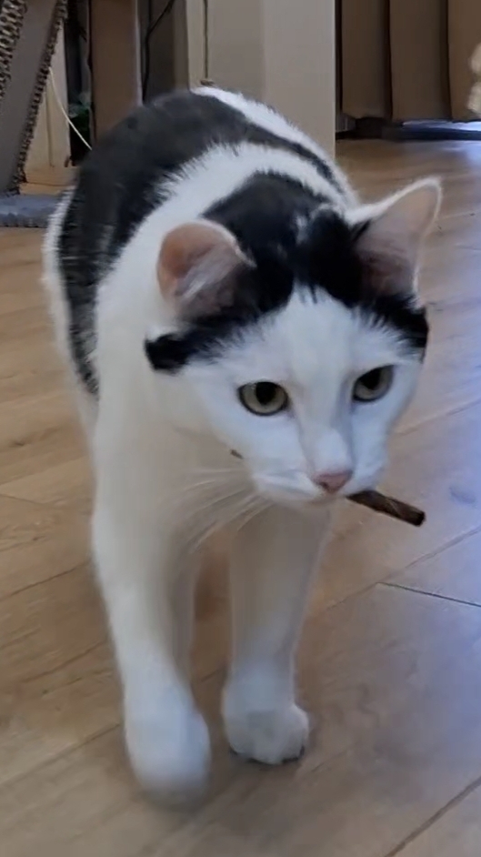 Котик Роки приносит палочку, как собачка