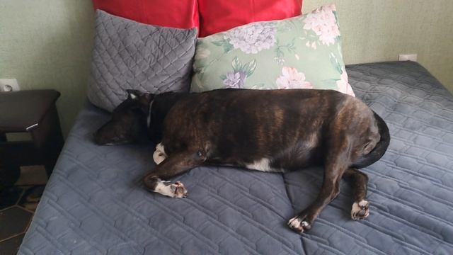 Лелейте своих питомцевПусть они с вами будут счастливы и любимы!