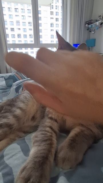 доказательства то на мне спит котёнок