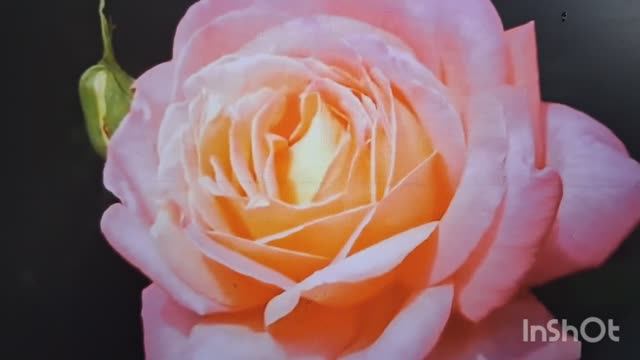 Мой рацион одного дня. Моё вязание.Обзор в Глобусе