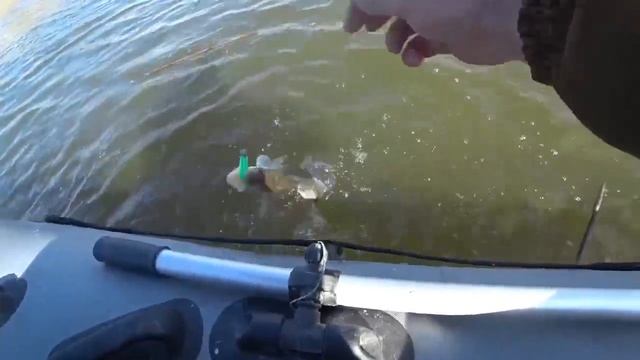 СКОЛЬКО ЖЕ ИХ ТУТ_ нарвался на стаю с жором