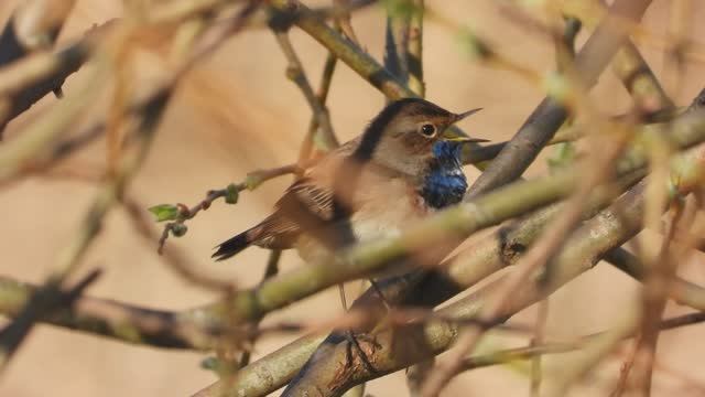 Варакушка бёрдвотчинг прилёт птиц  в Новгородской области 18 апреля 2026