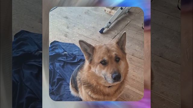 1000056354.mp4 Собака наблюдает за устройством лестницы на 2-ой этаж в доме А-фрейм