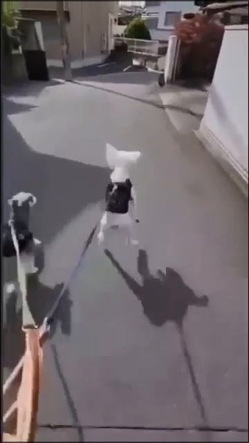 Для хорошего настроения!