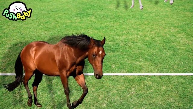 Watchem Fall Sabre Dance PushBaby Official