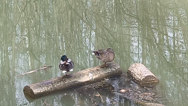 Гуси 1 часть