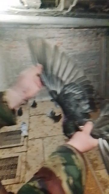 николаевские голуби