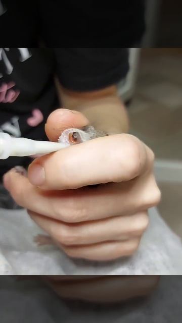 Искусственное вскармливание детеныша суриката