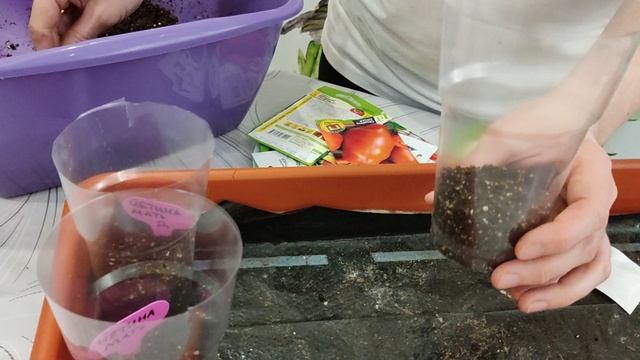 посев томатов без пикировки и вытягивания рассады