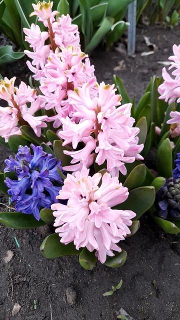 Ароматные гиацинты.