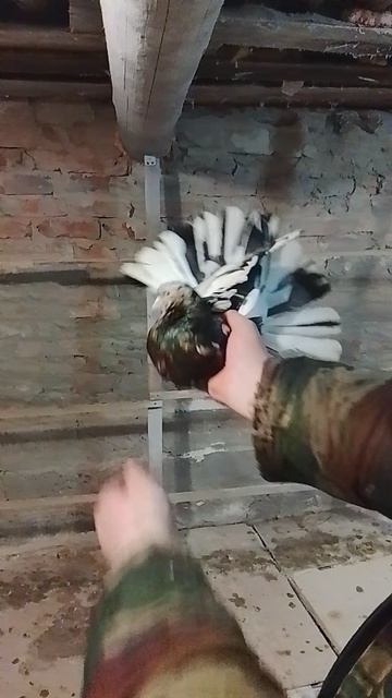 николаевские голуби