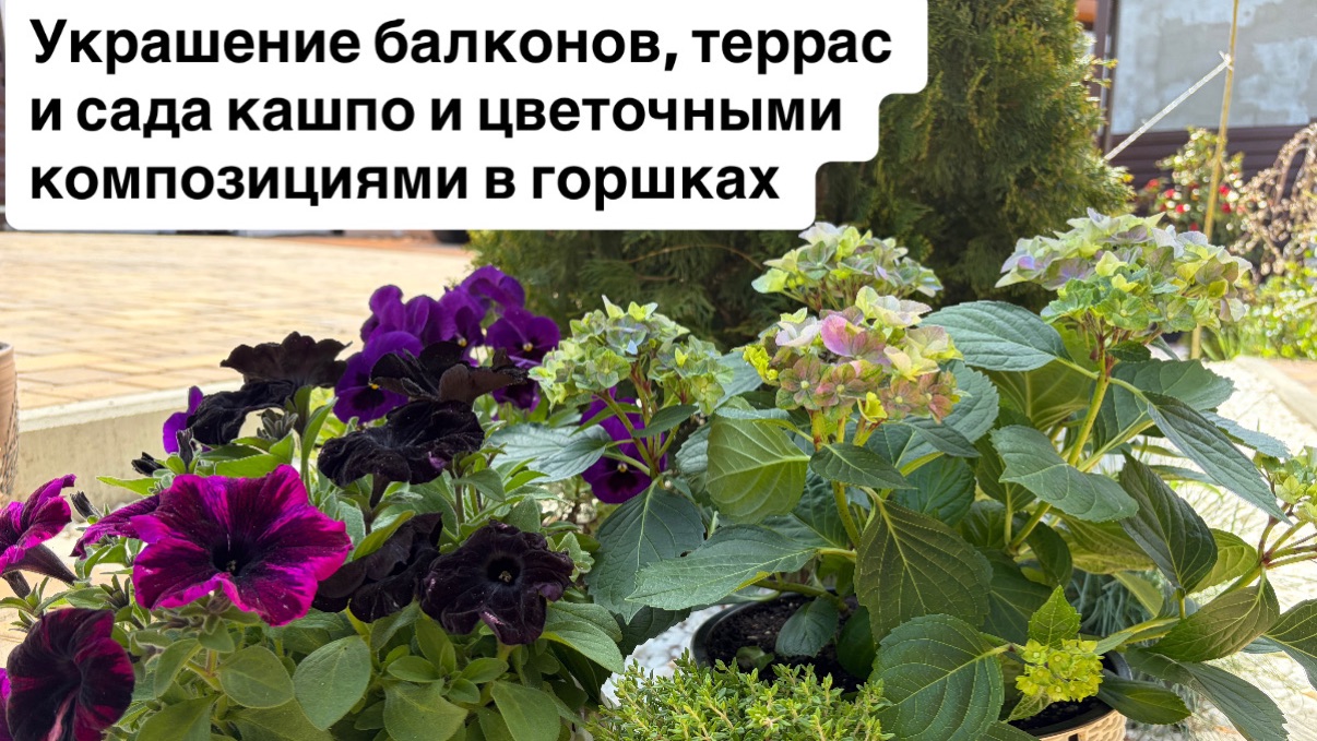 Украшение балконатеррас и сада кашпо и композициями в горшках-патуниифлоксытравыгортензиипальмы