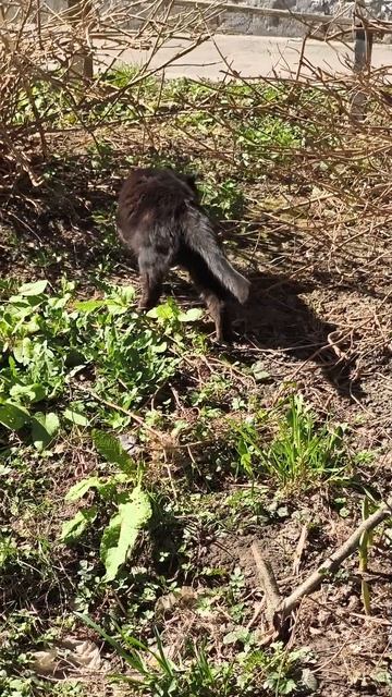 котики и весна