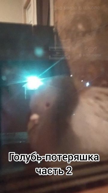 Голубь-потеряшка часть 2