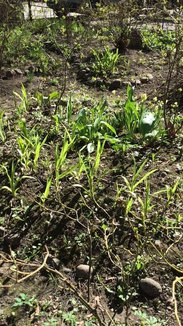 Санкт-Петербург. Проспект Энгелса. 17.04.2026. Цветы у дома. Эпизод 3