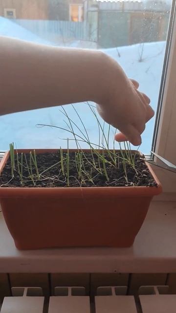 Обрезка лука эксибишен