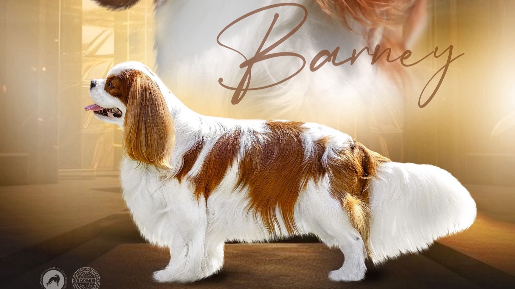 7 951 953 77 12 КОБЕЛЬ КАВАЛЕР КИНГ ЧАРЛЬЗ СПАНИЕЛЬ ДЛЯ ВЯЗОК