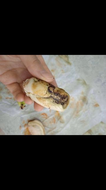 Mangifera Прорастание манго 3 растения сад семена проростки манго рекомендации