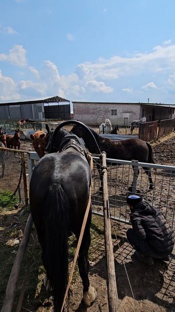 Класный жеребец с табуна