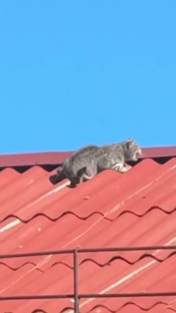 Троллинг от вороны