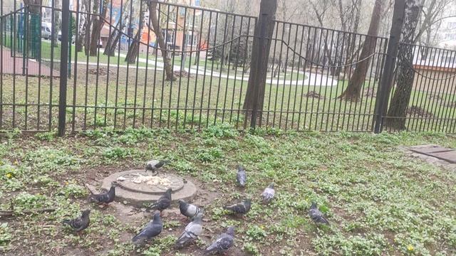 17 апреля сегодня осадков не будет только солнце  до вечера..