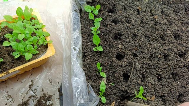 Пикирую астры в ящики