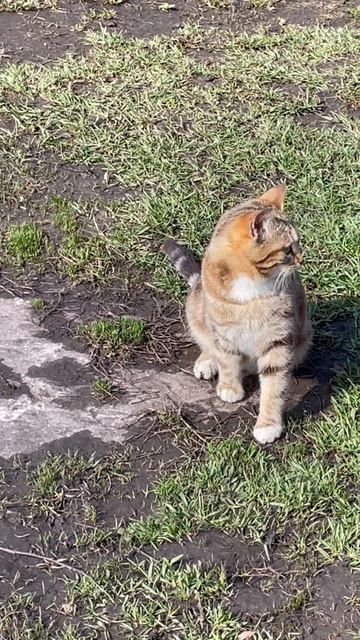 ДИКИЕ КОШКИ