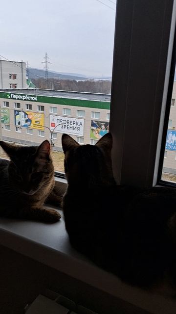 Подоконник и коты