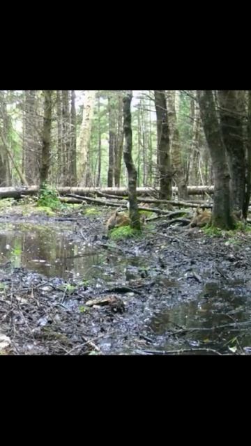 VID_20260417_132502_851.mp4