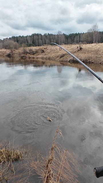Щука чуть не сломала Versus