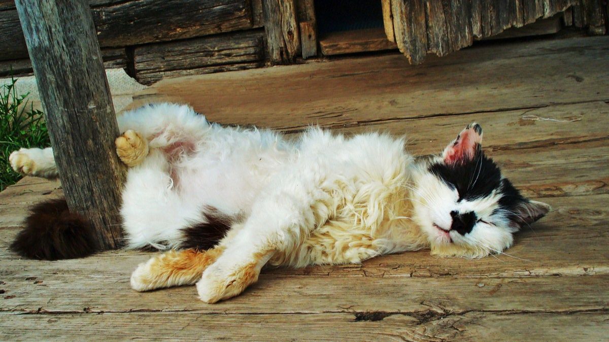 Вот какой помощник